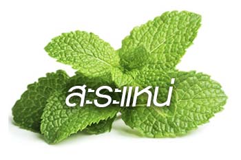 สะระแหน่